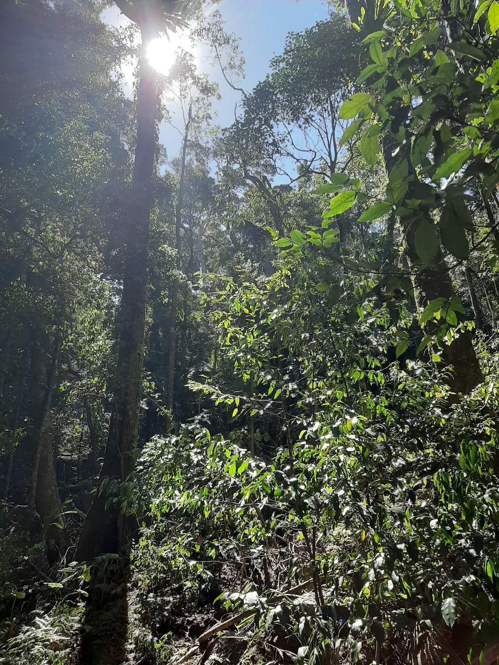 Camping in the Australian bush. — Steemit
