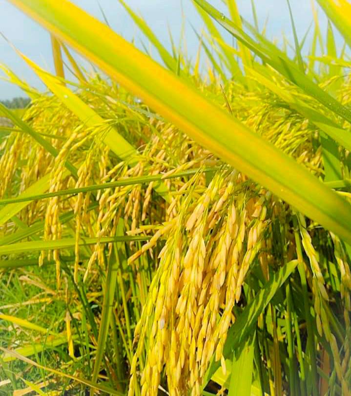 Padi Mulai Menguning Steemit