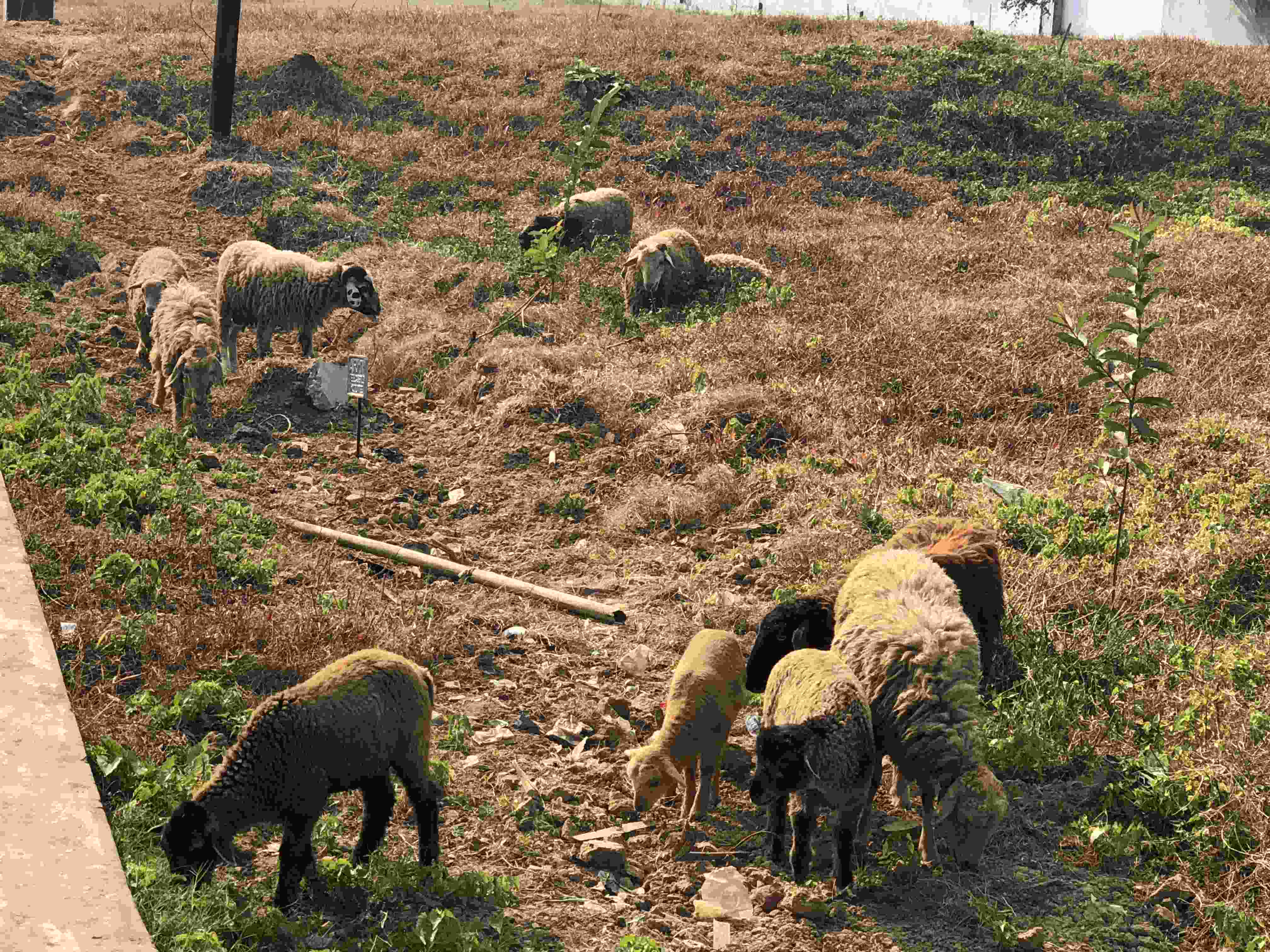 https://d1vof77qrk4l5q.cloudfront.net/img/arman.ithm-what-is-average-price-of-a-sheep-tyqbc7yt-1548172797733.jpg