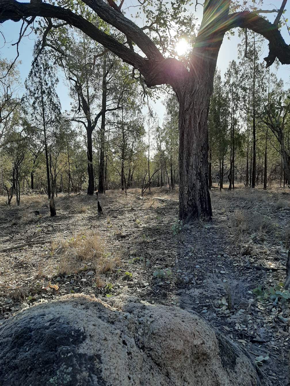 Camping in the Australian bush. — Steemit