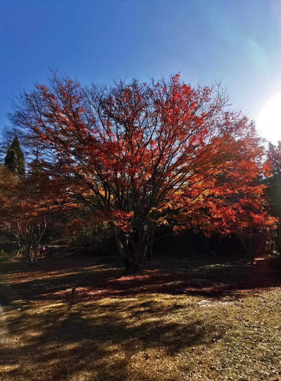 恋恋庐山枫叶🍁Love love maple leaves 🍁 lushan