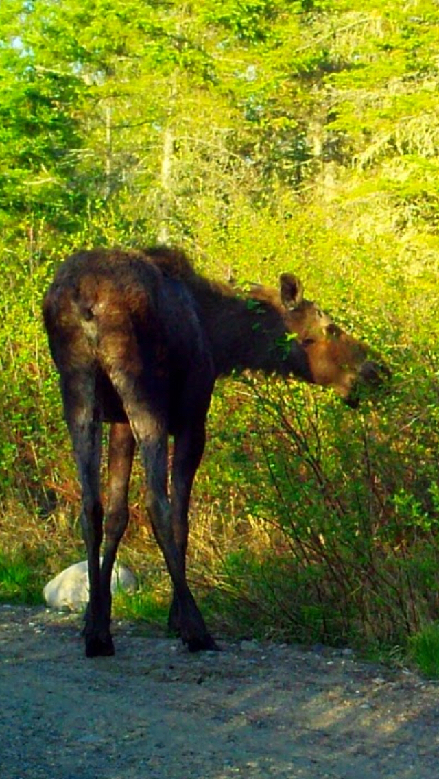 https://d1vof77qrk4l5q.cloudfront.net/img/karbon-moosemonday-kk1lgy75-1548600074801.jpg