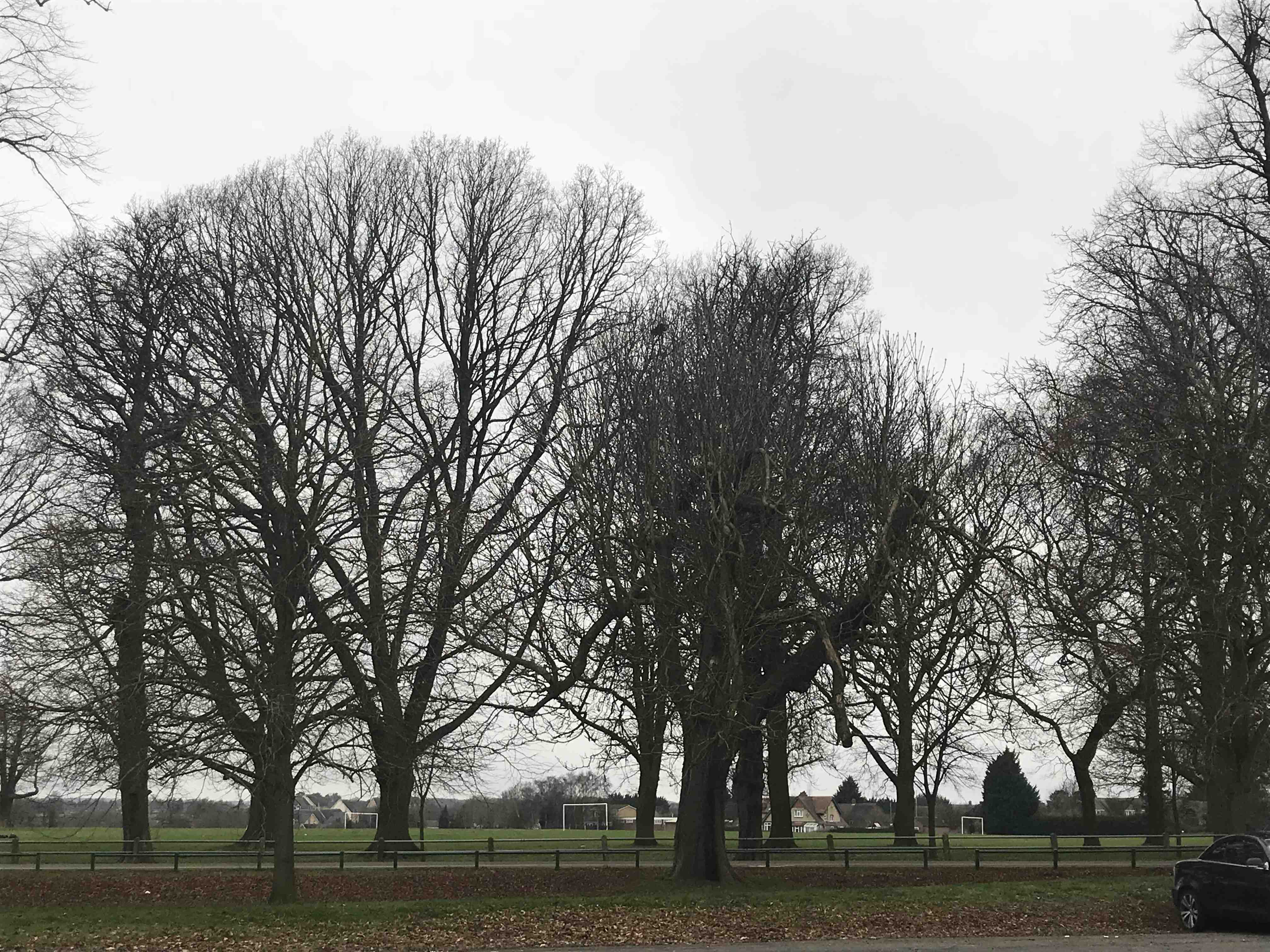 https://d1vof77qrk4l5q.cloudfront.net/img/moghul-winter-trees-reflecting-steem-prices-rdnrrdyv-1547293006546.jpg
