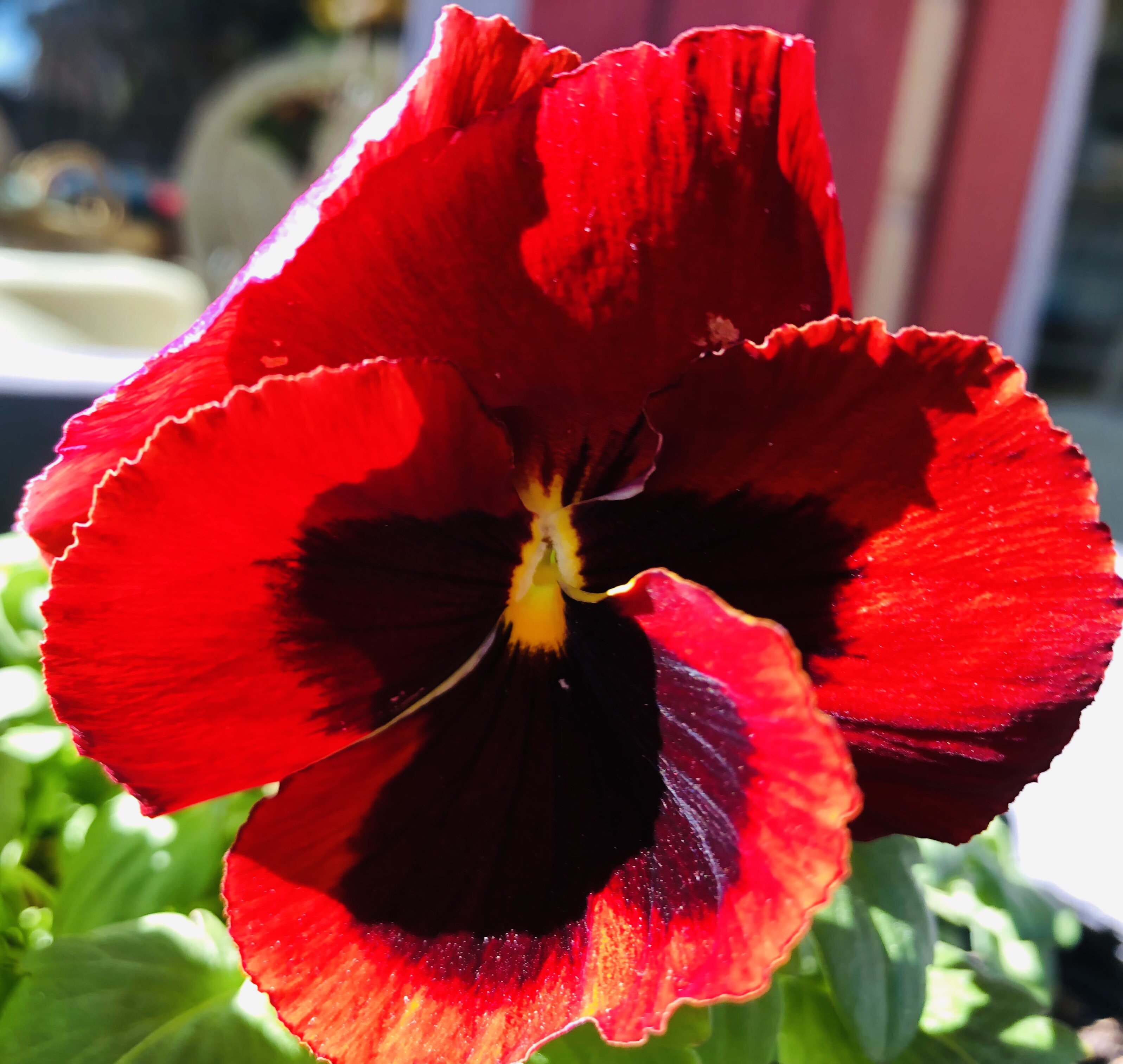 https://d1vof77qrk4l5q.cloudfront.net/img/violetmed-winter-flowers-jynqnlr6-1546718747463.jpg