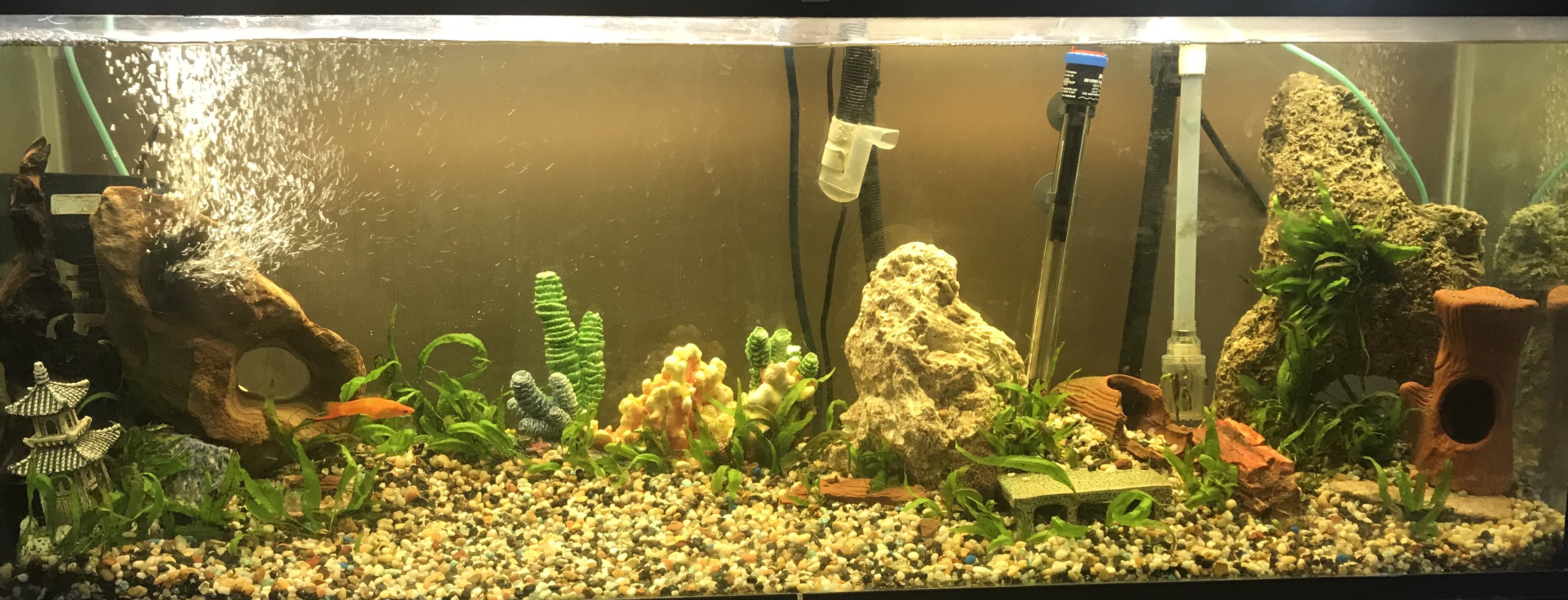 https://d1vof77qrk4l5q.cloudfront.net/img/zekepickleman-do-you-aquarium-nvbpqsvr-1550035037786.jpg